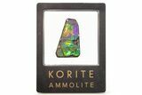 Iridescent Ammolite (Fossil Ammonite Shell) - Green & Purple #265145-1